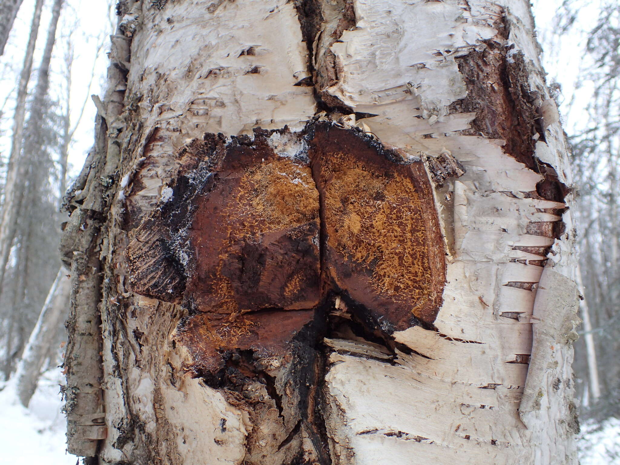 Image of Chaga