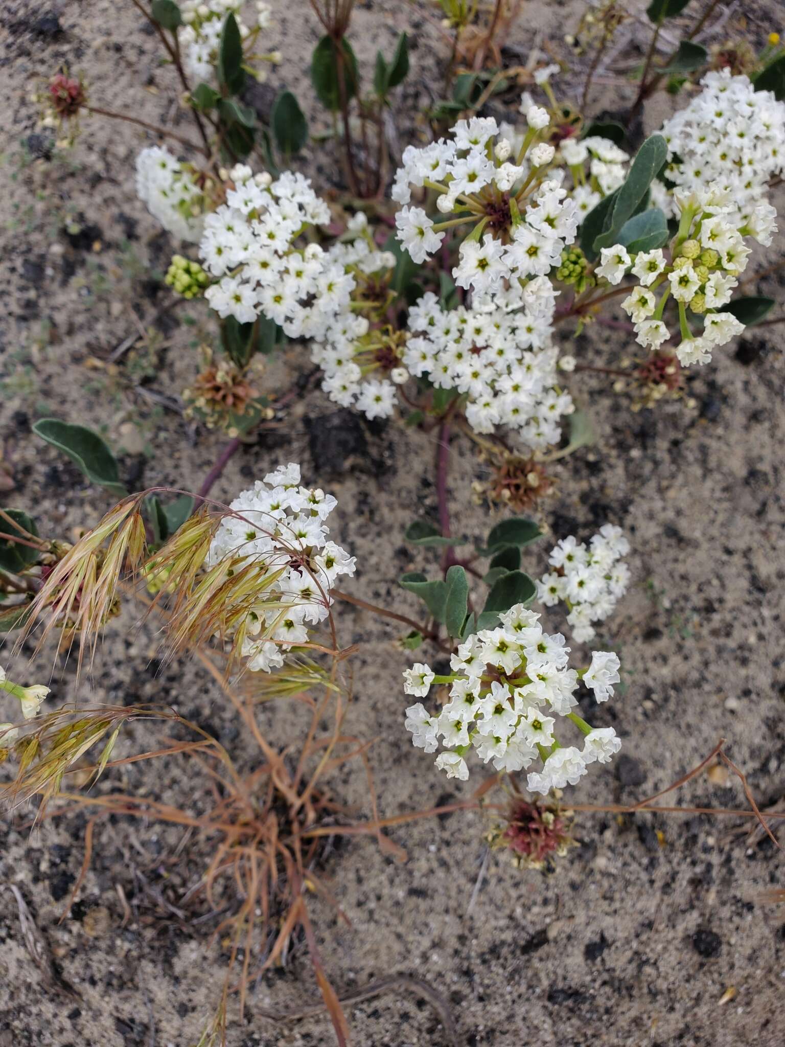 Image of white sand verbena