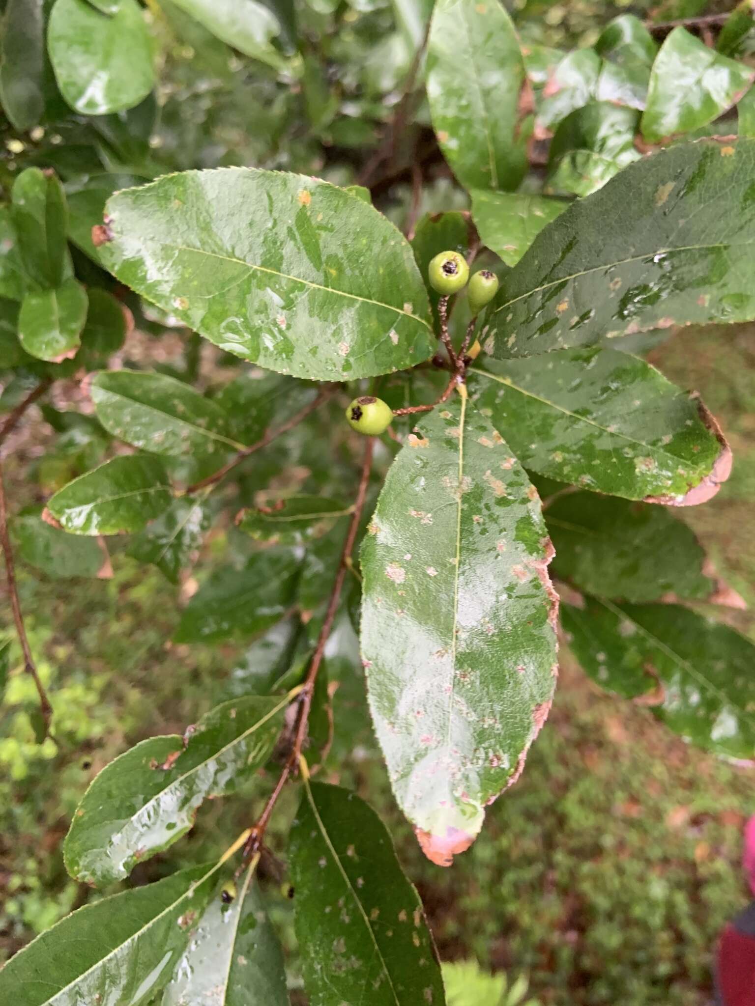 Photinia arguta Wall. ex Lindl.的圖片