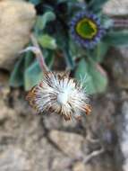 Image of alpine yellow fleabane