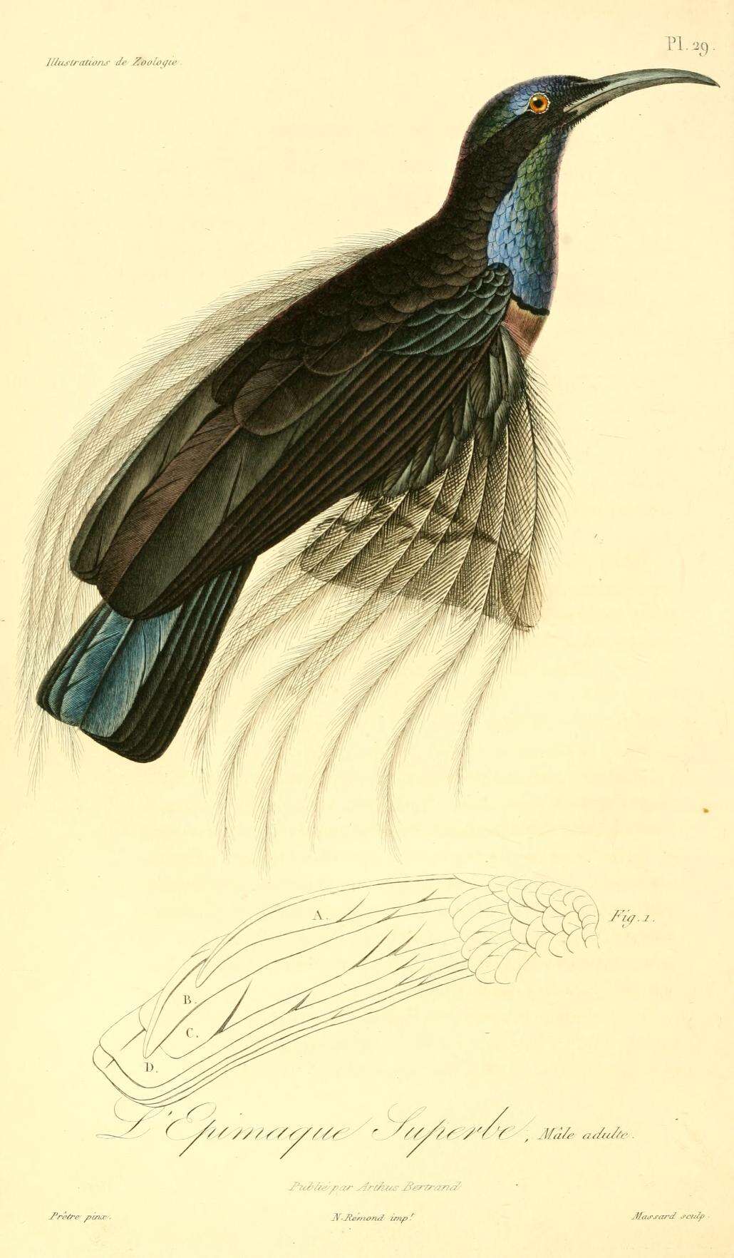 Image of Magnificent Riflebird