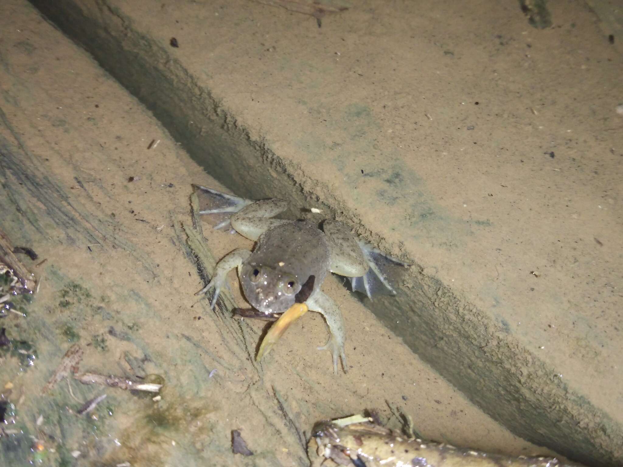 Image of Green Puddle Frog