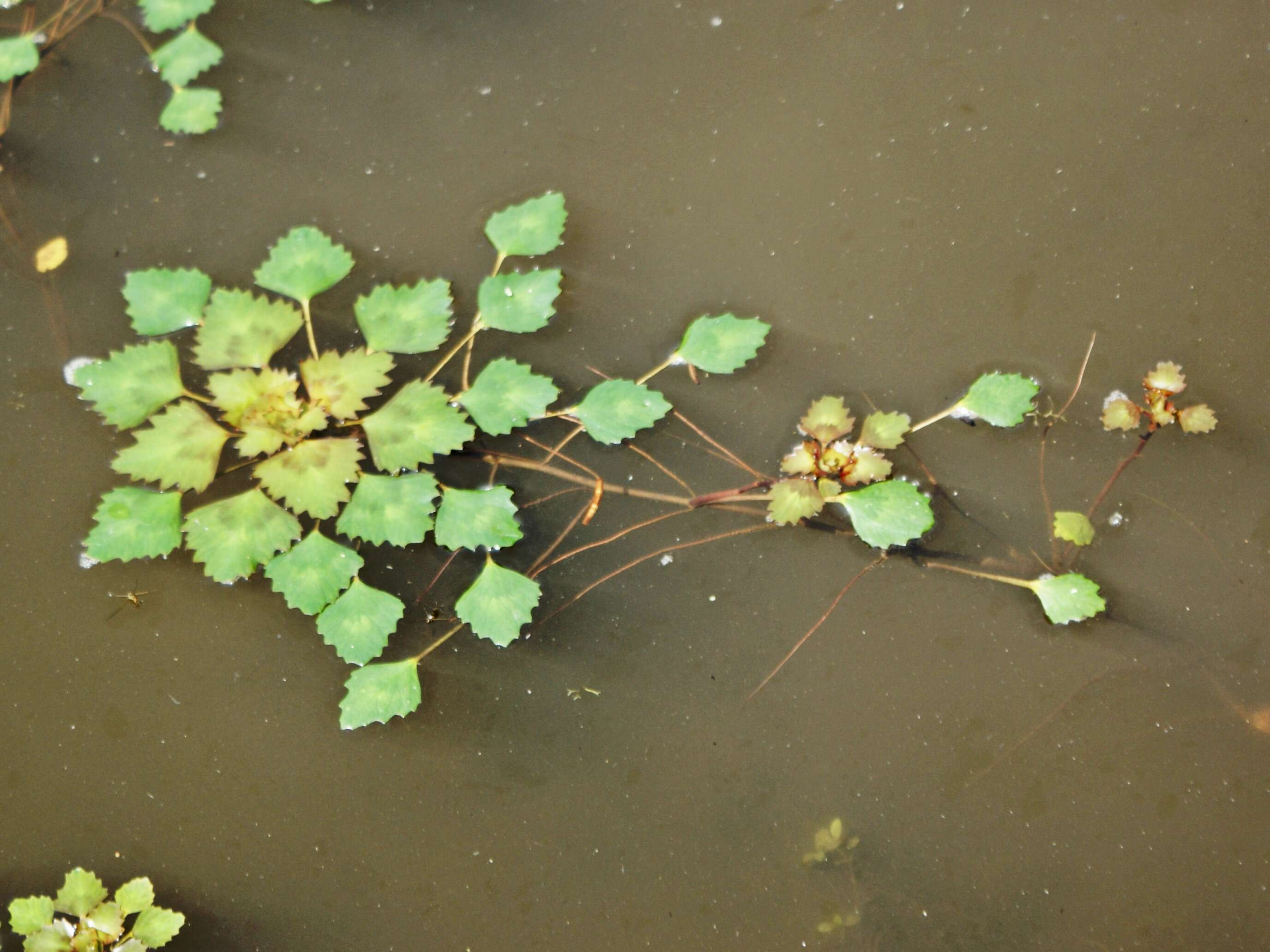 Image of water chestnut