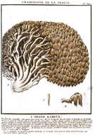 Image of Coral tooth