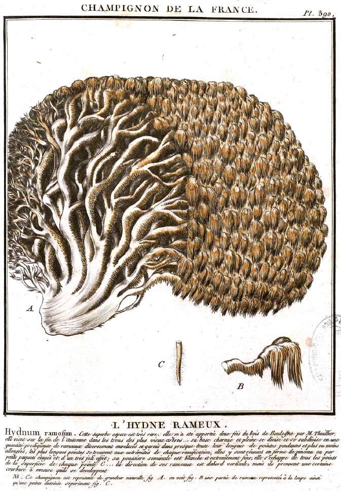 Hericium coralloides (Scop.) Pers. 1794 resmi