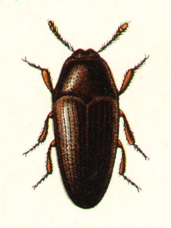 Image of Trixagus dermestoides