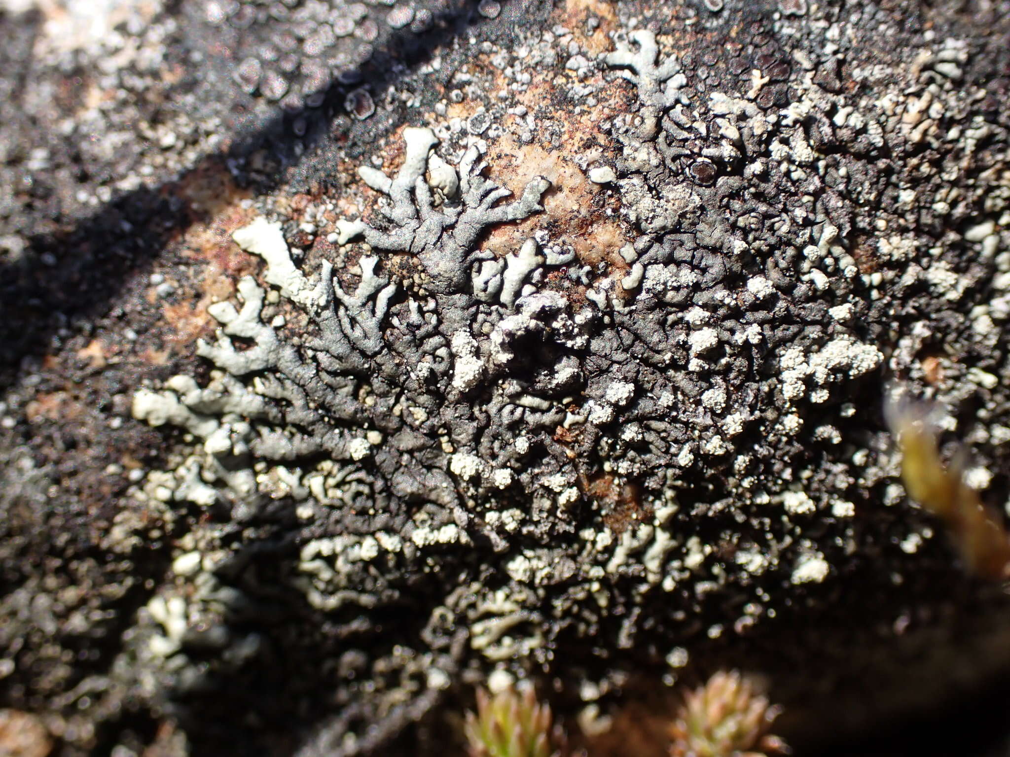 Image of Mougeot's xanthoparmelia lichen