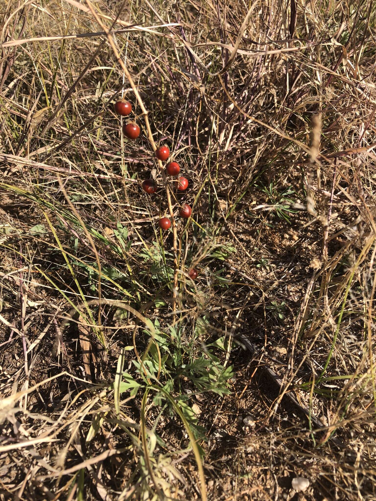 Image of Asparagus dauricus Fisch. ex Link