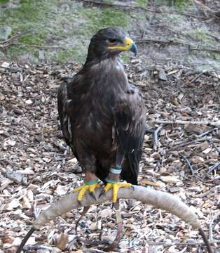 Image of Steppe Eagle