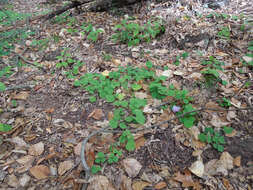 Sivun Desmodium rotundifolium (Michx.) DC. kuva