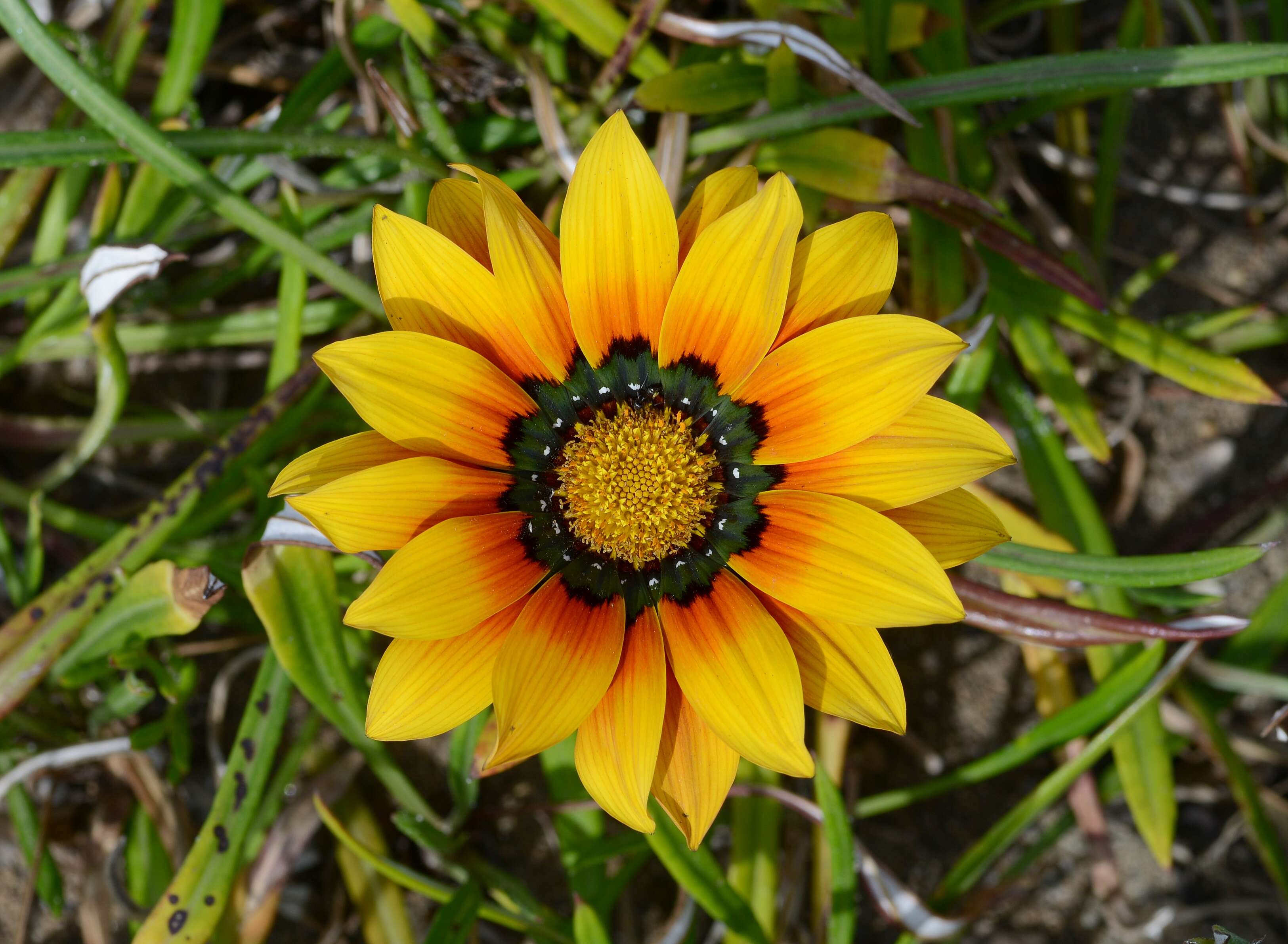 Image of treasure-flower