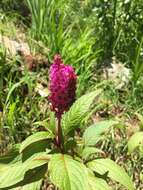 Image of Phytolacca rugosa A. Br. & Bouche