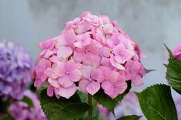 Image of Bigleaf Hydrangea