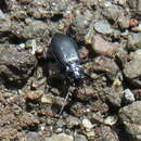 Image de Nebria (Boreonebria) rufescens (Stroem 1768)