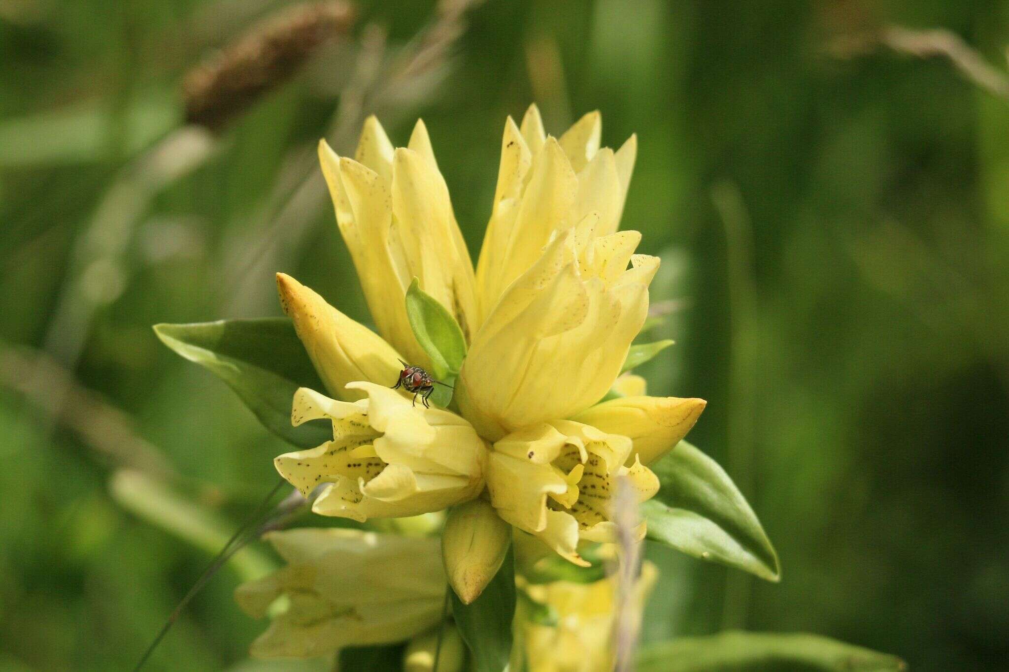 Image of Gentiana burseri subsp. burseri