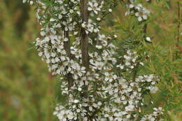 Image of Leptospermum continentale J. Thompson