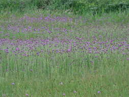 Image of meadow thistle