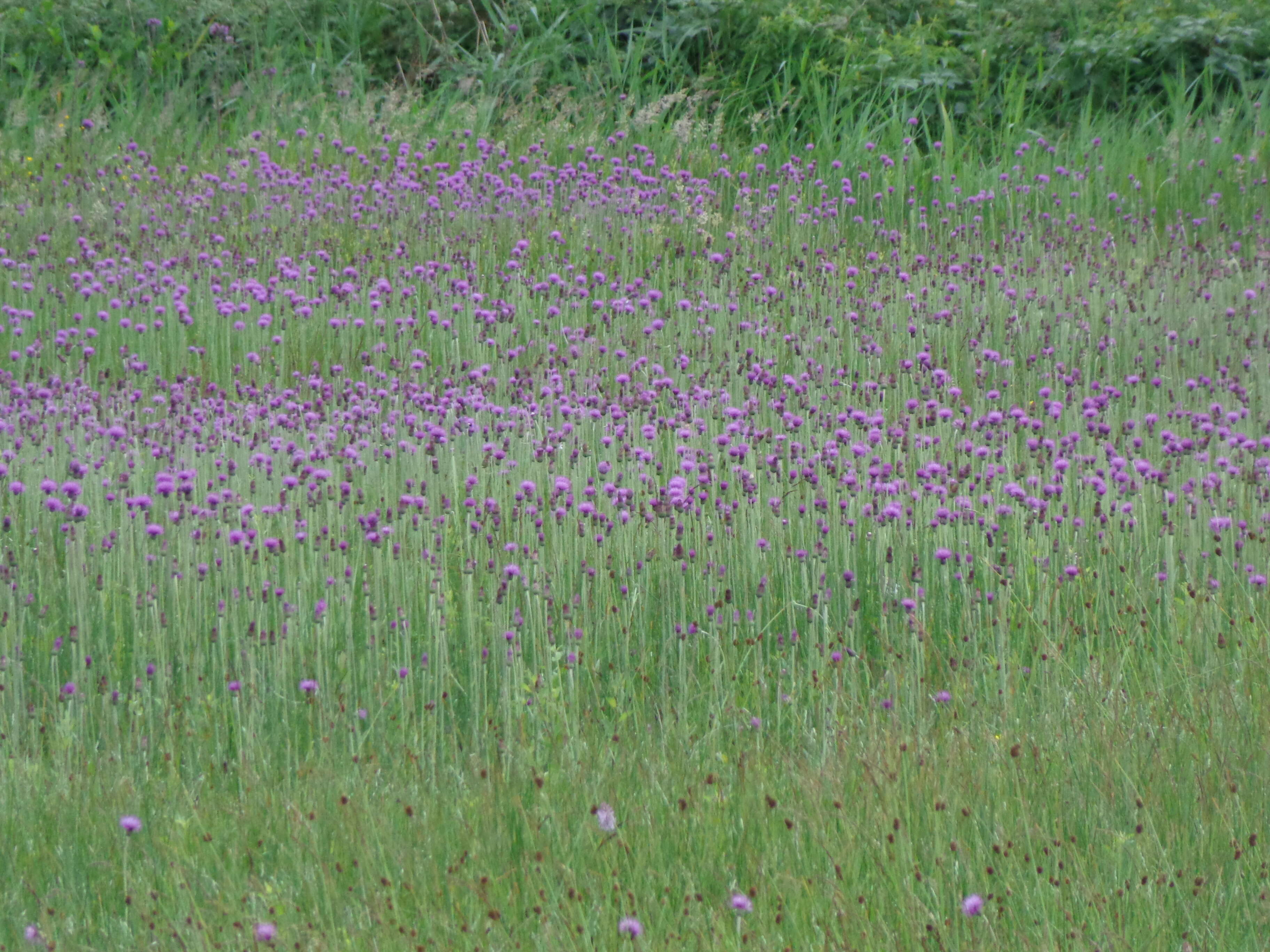 Imagem de Cirsium dissectum (L.) Hill