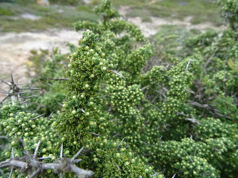 Image of Asparagus capensis var. litoralis Suess. & Karling