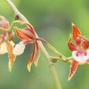 Image of Oncidium cariniferum (Rchb. fil.) Beer