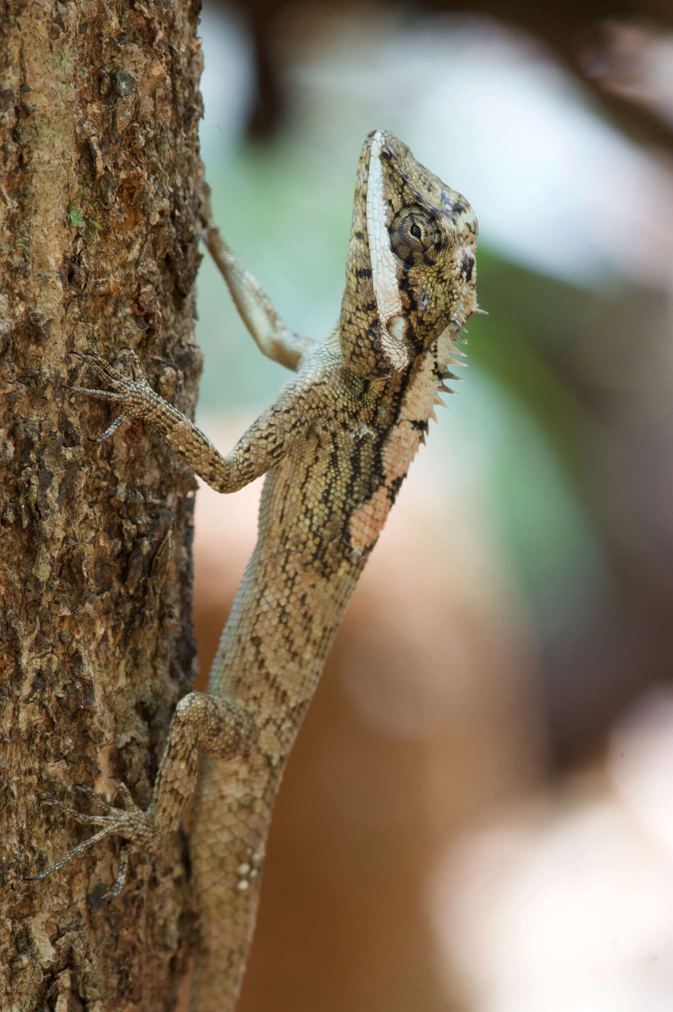 Image of Sri Lankan bloodsucker