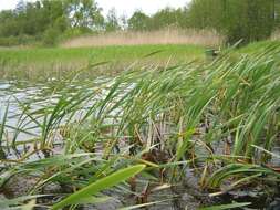 Image of broadleaf cattail