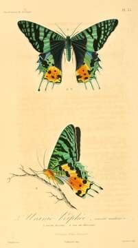 Image of Madagascan Sunset Moth