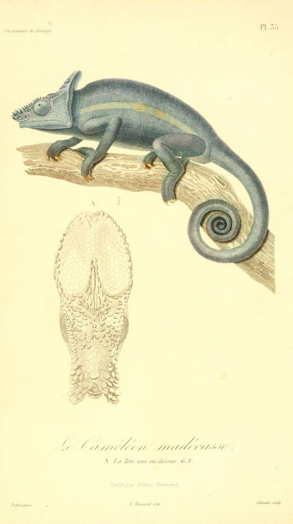 Image of Parson's Chameleon