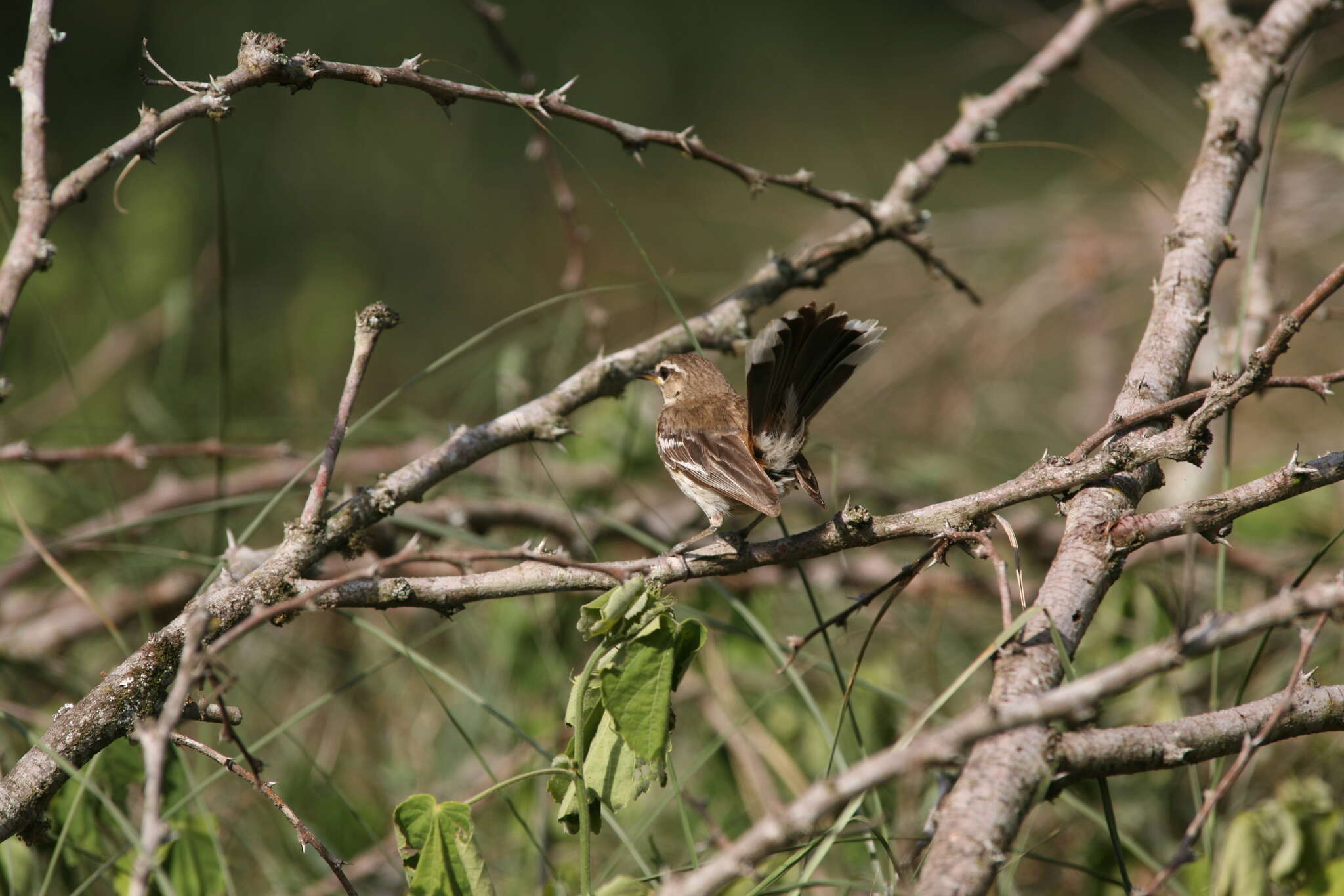 Image of White-browed Scrub Robin