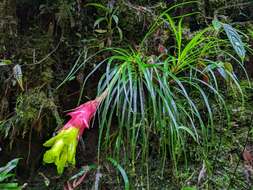 صورة Guzmania pearcei (Baker) L. B. Sm.