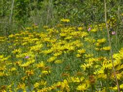 Image of Inula hirta