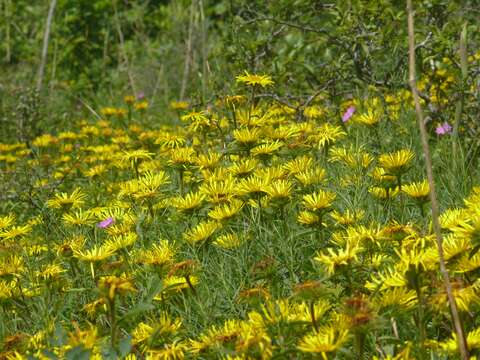 Image of Inula hirta