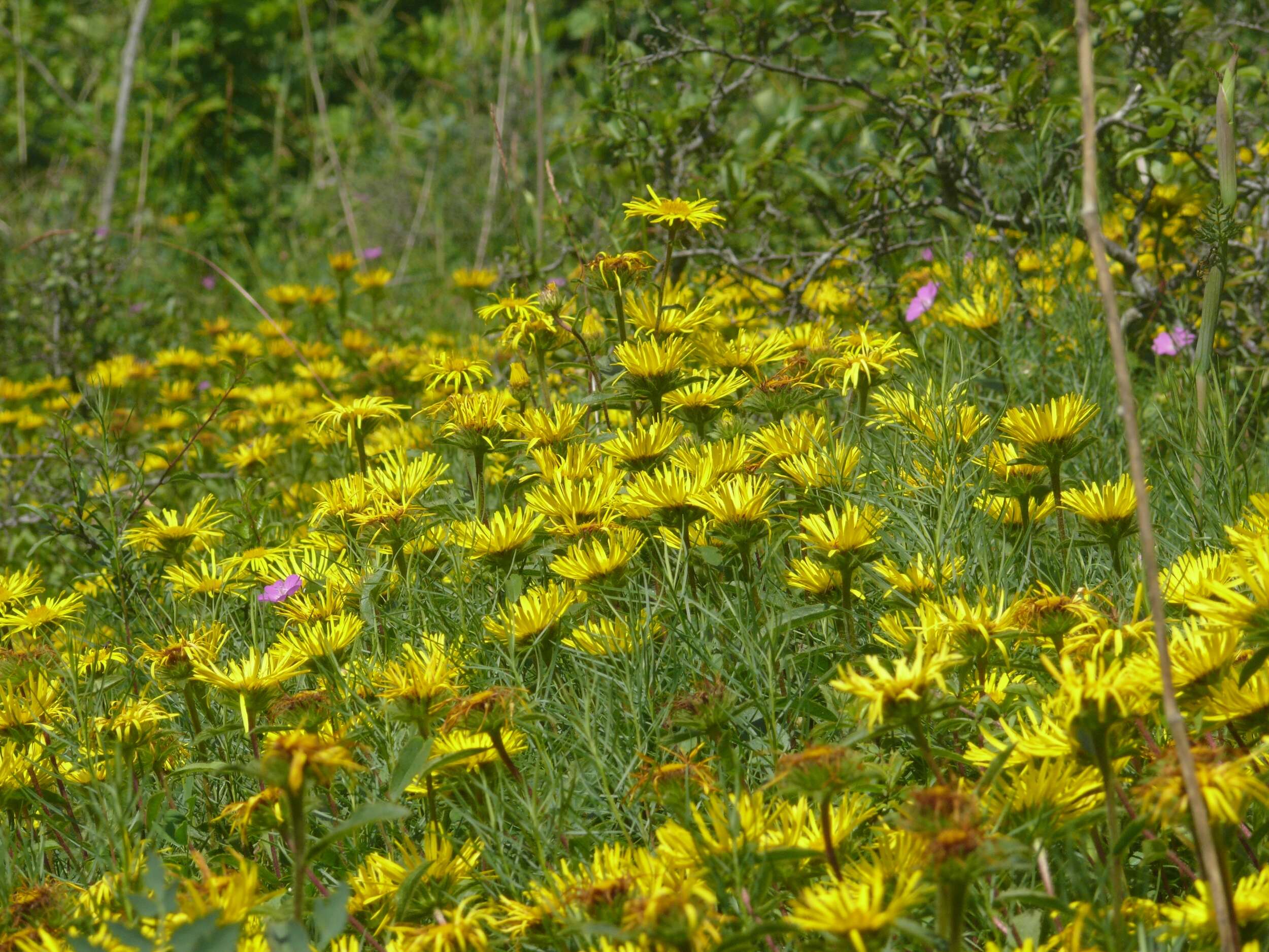 Image of Inula hirta