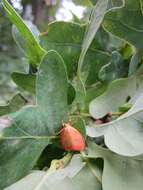 Image of rosy footman