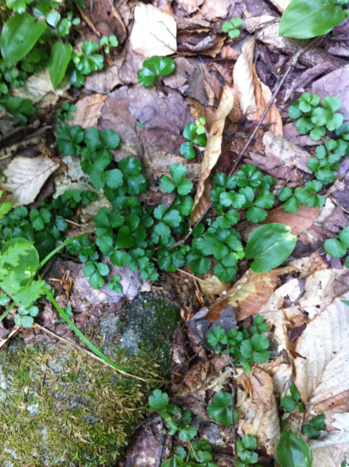 Imagem de Coptis trifolia (L.) Salisb.