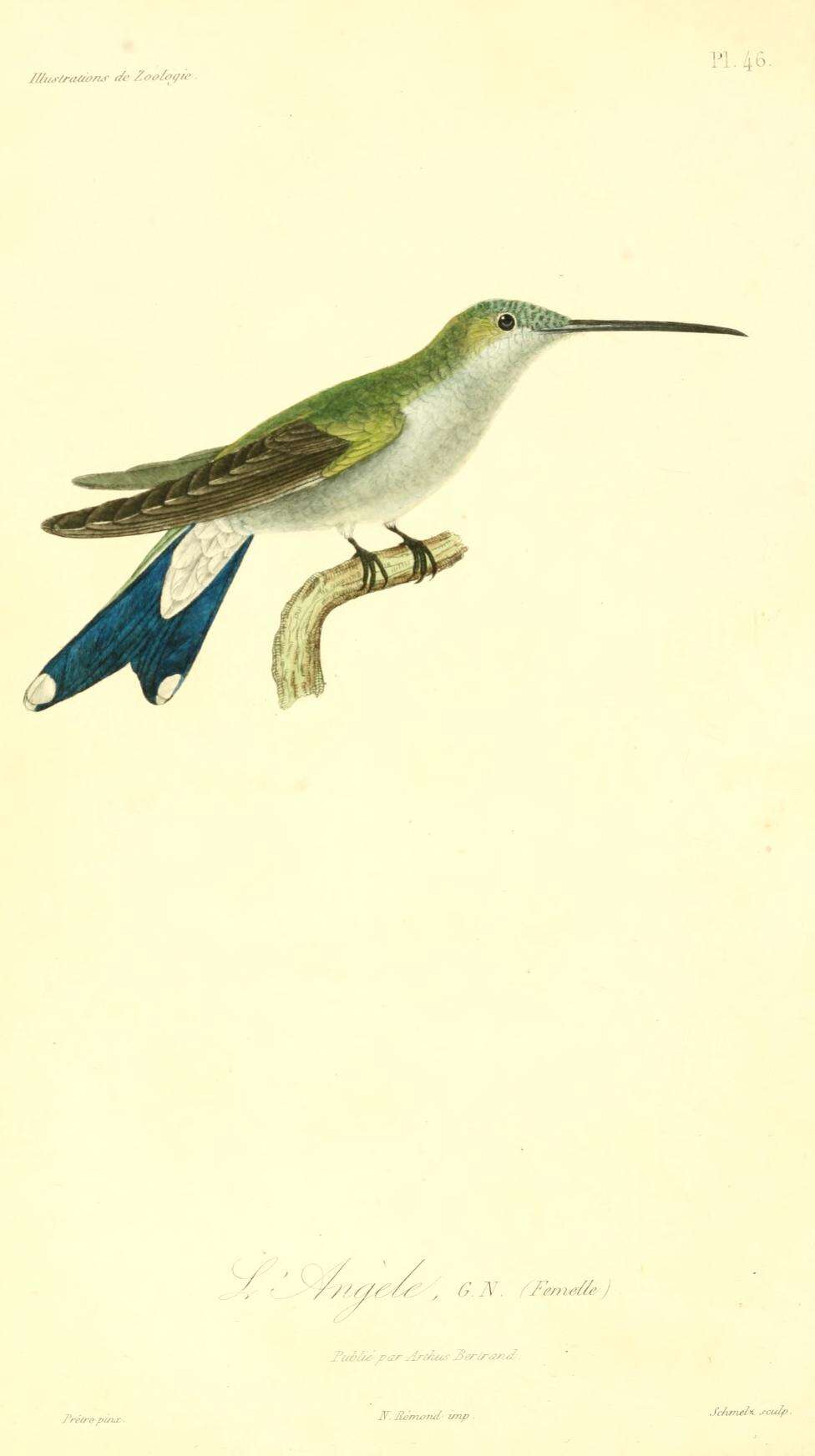 Image of Amethyst-throated Sunangel