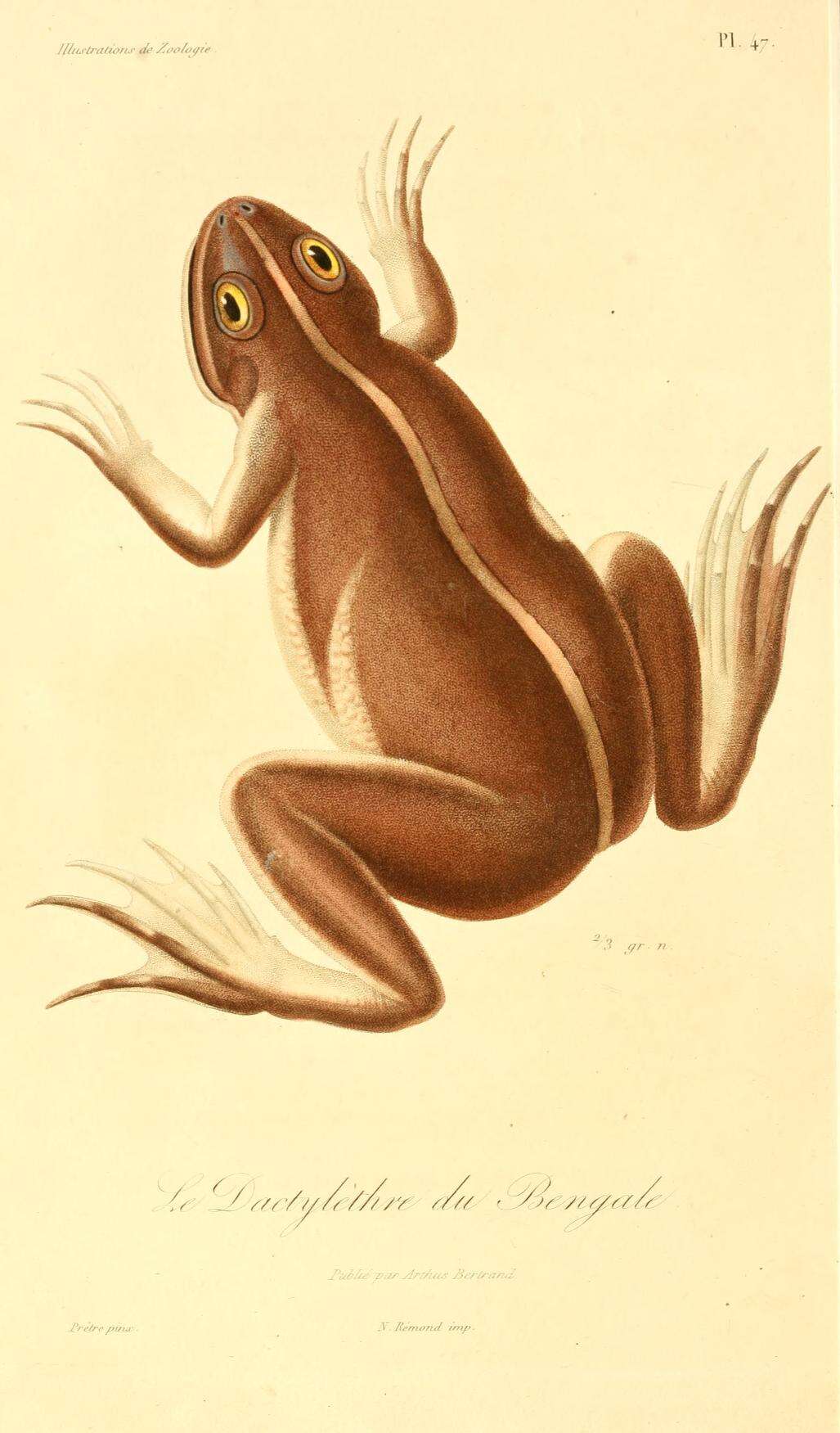 Image of Indian bullfrog