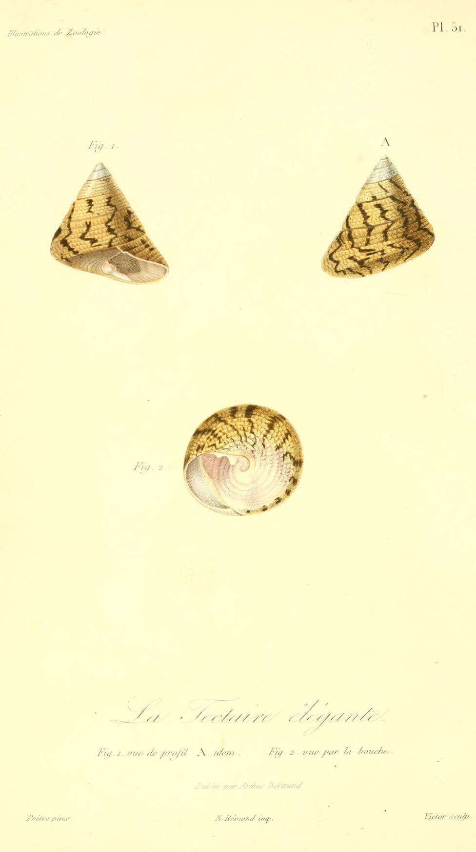 Image of Tegula pellisserpentis (Wood 1828)