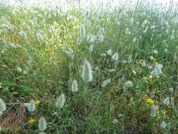 Image of harestail grass