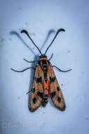 Image of Zygaena elodia Powell 1934