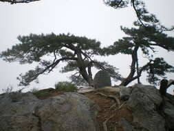 Image of Huangshan Pine