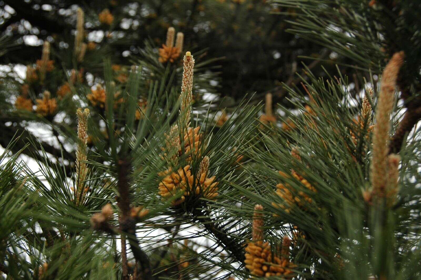 Image of Huangshan Pine