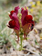 Image of roadside toadflax