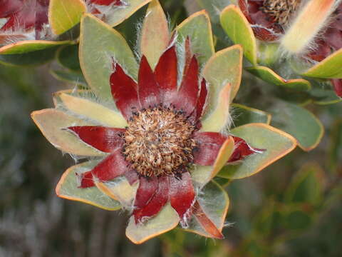 Image of Leucadendron nervosum Phillips & Hutchinson