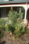 Image of golden stalk banksia