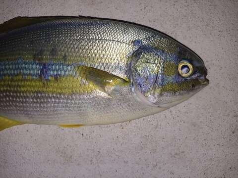 Image of Bluestriped chub