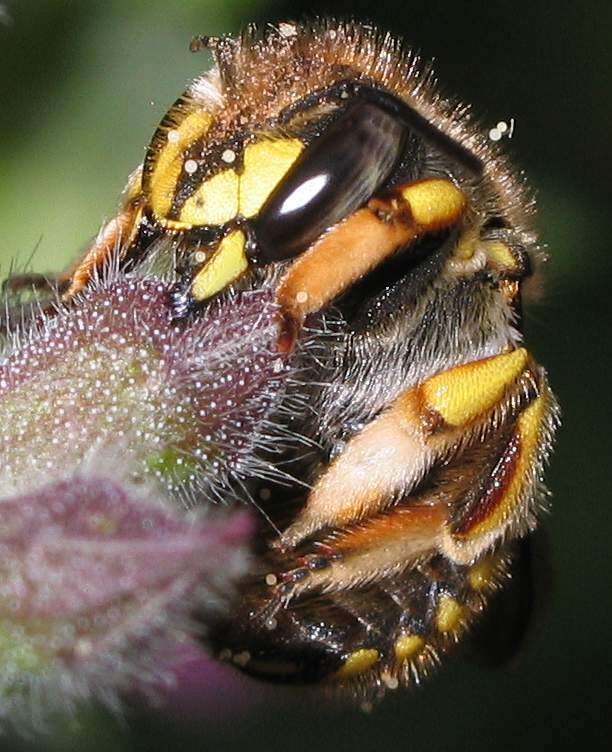 Image of wool-carder bee