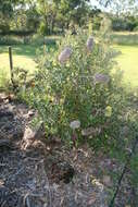 Image of golden stalk banksia