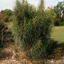 Image of Banksia prolata A. R. Mast & K. R. Thiele