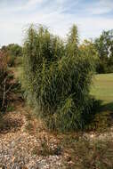 Image de Banksia prolata A. R. Mast & K. R. Thiele